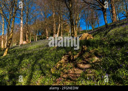 Tappeto Bluebell in legno in primavera, Emmetts Garden, Kent, UK Foto Stock