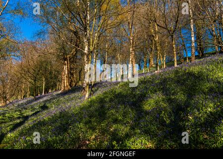 Tappeto di Bluebells in un legno di Bluebell in primavera, Emmets Garden, Kent, UK Foto Stock