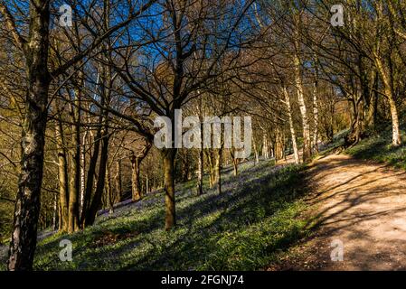 Percorso attraverso un bosco di mirtilli in primavera, Emmetts Garden, Kent, UK Foto Stock