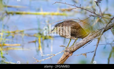 L'Heron striato aspetta pazientemente il pesce nell'acqua seduto su un piccolo ramo. Foto Stock