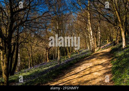 Percorso in un bosco di bluebell in primavera, Emmetts Garden, Kent, Regno Unito Foto Stock