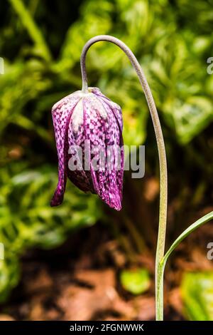 Primo piano di un fiore fritillary (Fritillaria meleagris) a testa di serpente in un giardino di primavera a Londra, nel nord del Regno Unito Foto Stock