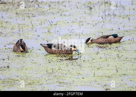 Hottentot teal o blu-fattura teal, spatola hottentota, tre adulti swimming e nutrire sulla vegetazione, Nakuru, Kenya Foto Stock