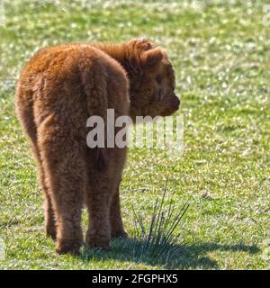 Highland Cattle Foto Stock