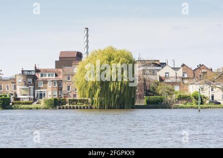 Fuller's Brewery Chiswick - Fuller, Smith & Turner Griffin Brewery a Chiswick, Londra, Inghilterra, Regno Unito Foto Stock