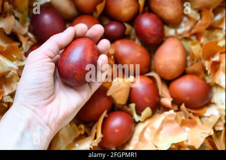 la mano della donna tiene le bucce di cipolla dipinte all'uovo di pasqua. colorando le uova secondo il vecchio metodo eco-friendly con cipolle pelate Foto Stock