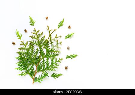 composizione di ramoscelli di thuja e piccoli coni isolati su sfondo bianco. Concetto di carta di Natale. Spazio per il testo Foto Stock