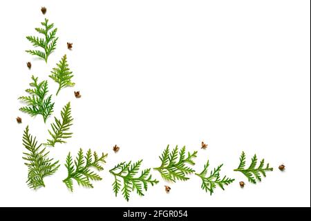 cornice di ramoscelli di thuja e piccoli coni isolati su uno sfondo bianco. Concetto di carta di Natale. Spazio per il testo Foto Stock