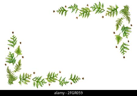 cornice di ramoscelli di thuja e piccoli coni isolati su uno sfondo bianco. Concetto di carta di Natale. Spazio per il testo Foto Stock