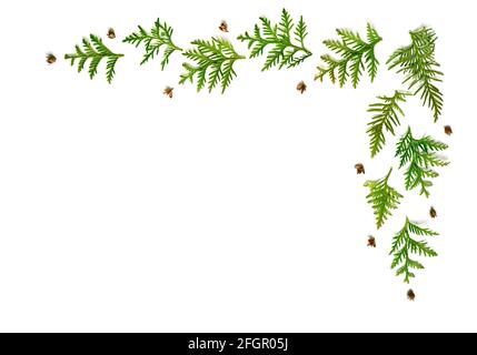 cornice di ramoscelli di thuja isolato su uno sfondo bianco. Concetto di carta di Natale. Spazio per il testo Foto Stock