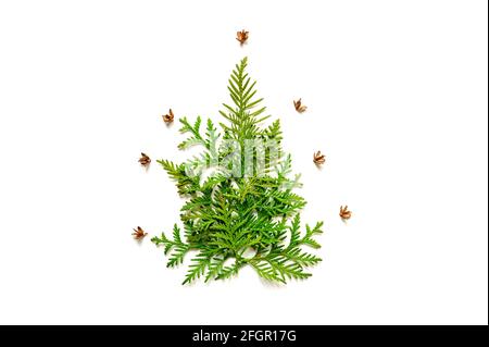 Composizione di ramoscelli di thuja e piccoli coni a forma di albero di Natale, isolati su sfondo bianco. Concetto di carta di Natale Foto Stock