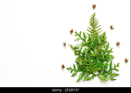 Composizione di ramoscelli di thuja e piccoli coni a forma di albero di Natale, isolati su sfondo bianco. Concetto di carta di Natale. Spazio per il testo Foto Stock