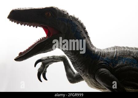 Dinosauro giocattolo educativo di plastica dei bambini di un Velociraptor di Mattel su sfondo bianco Foto Stock