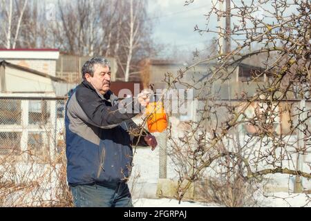 Un uomo anziano sta trattando i cespugli e gli alberi nel giardino con una soluzione fungicida da una bottiglia di spruzzo, lavoro primaverile nel giardino Foto Stock