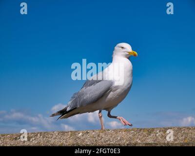 Un unico gabbiano aringa (larus argentatus) isolato contro un cielo blu in una giornata di sole. Preso a Maryport sulla Solway Coast nel nord-ovest di Cumbria, Regno Unito Foto Stock