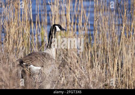 Canada oca adulto, Branta canadensis, in canne, Kingfishers Bridge riserva naturale, Cambridgeshire Inghilterra Regno Unito Foto Stock