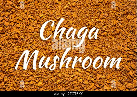 chaga mushroom. sfondo di piccoli pezzi rotti di betulla fungo chaga. testo ofl font Foto Stock