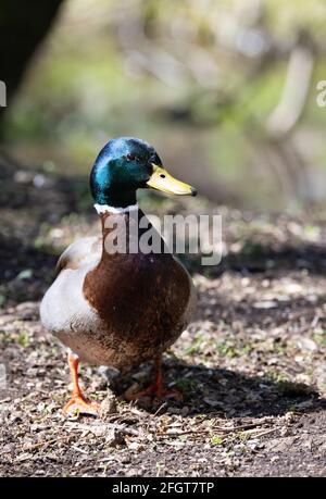 Un'anatra maschio adulta che cammina sulla terra, Anas platyrhynchos, Suffolk UK Foto Stock