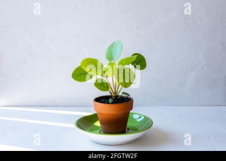 Cute litte pilea o cinese money pianta in una piccola pentola di terracotta su un piatto verde di fronte al muro bianco. Foto Stock