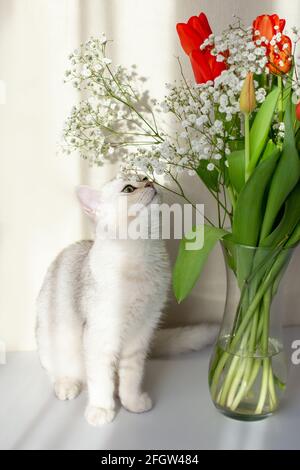 Un gatto britannico bianco si siede accanto ad un vaso di vetro con un bouquet di tulipani rossi e sniffs i fiori. Foto Stock