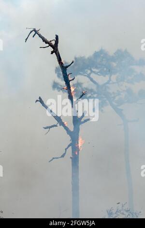 Un'ustione prescritta nella Rock Springs Run state Reserve in Florida. Foto Stock