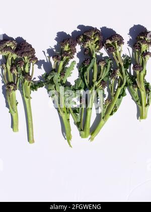 Immagine ritratto di gambi verdi di broccoli germogliati viola su bianco sfondo Foto Stock