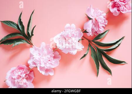 diversi fiori di pony in pieno fiore colore rosa pastello e foglie isolate  su sfondo rosa pallido. posa piatta, vista dall'alto Foto stock - Alamy, image size:450x319