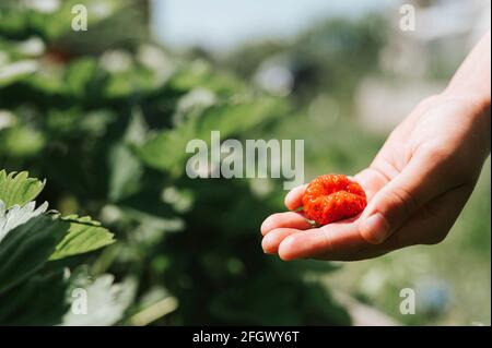 fragola brutta matura in mano di un bambino su piantagione di fragole biologiche, persone che raccolgono fragole nella stagione estiva, raccogliere bacche. spazio per il testo Foto Stock