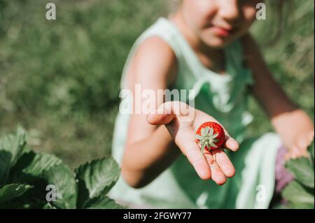 fragola matura in una mano di bambina su piantagione di fragole biologiche, persone che raccolgono fragole nella stagione estiva, raccogliere bacche Foto Stock