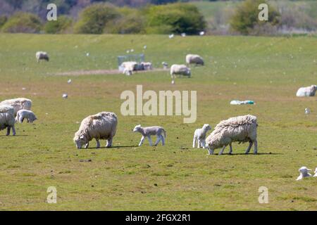 Rye, Sussex orientale, Regno Unito. 25 Apr 2021. Regno Unito tempo: Agnelli e madri in un campo vicino a East Guildford, Rye in un giorno soleggiato ma ventilato. Photo Credit: Paul Lawrenson /Alamy Live News Foto Stock