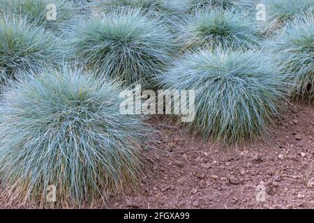 Pianta di formazione di grumi Blue FESCUE. Festuca glauca falda erbosa ornamentale nel giardino. Foto Stock