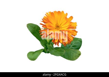 Calendula officinalis o marigold pentola o rovdles fiore giallo brillante e foglie isolate su bianco Foto Stock