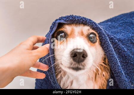 Mazzle cane bagnato dopo il nuoto avvolto in una terrina blu asciugamani in bagno Foto Stock