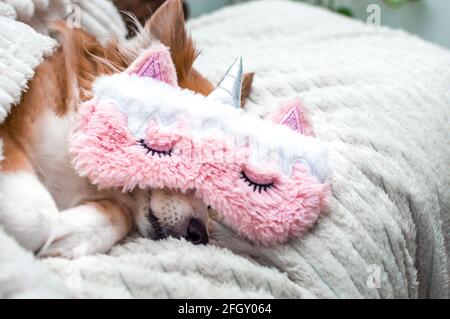 Cane carino rosso che dorme su una plaid bianca in una maschera rosa per dormire. Primo piano. Verticale. Fine settimana concettuale Foto Stock