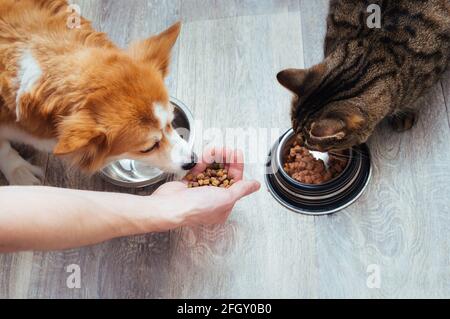 il proprietario versa il cibo secco al gatto e al cane in cucina. Mano del maestro. Primo piano. Concetto di cibo secco per animali Foto Stock