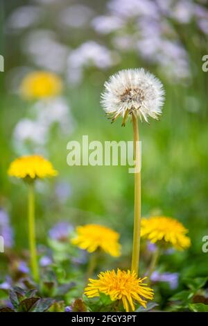 Testa di fiore di dente di leone in seme in prato d'erba circondato da i più giovani diandelioni fioriti gialli e altri fiori selvatici in morbido focalizzato sfondo Foto Stock