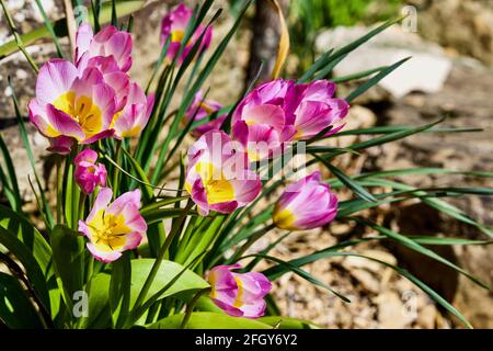 Tulipa saxatilis bakeri (Gruppo) 'Lilac Wonder' Foto Stock