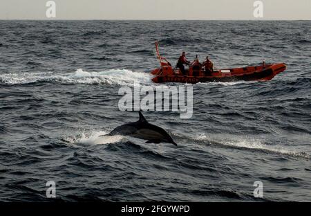 CAMPAGNA GREENPEACE NELLA MANICA CONTRO LA PESCA DEL TWIN TRAWLER PER IL BASSO DI MARE CHE STA UCCIDENDO GRANDI NUMERI DI COMONE DELFINI.23 MARZO 2005 TOM PILSTON Foto Stock