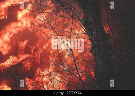 Enorme grande fuoco selvatico, macchia, un fuoco di foresta, con alberi in fiamme e fumo Foto Stock