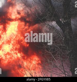 Enorme grande fuoco selvatico, macchia, un fuoco di foresta, con alberi in fiamme e fumo Foto Stock
