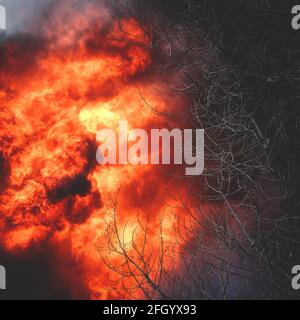 Enorme grande fuoco selvatico, macchia, un fuoco di foresta, con alberi in fiamme e fumo Foto Stock
