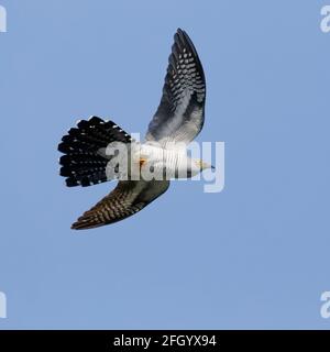 Cuckoo comune (Cuculus canorus) che vola nel Delta del Danubio Foto Stock