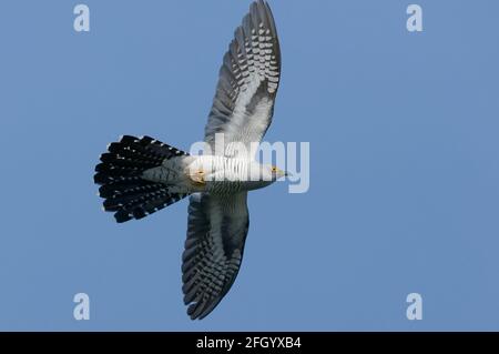 Cuckoo comune (Cuculus canorus) che vola nel Delta del Danubio Foto Stock