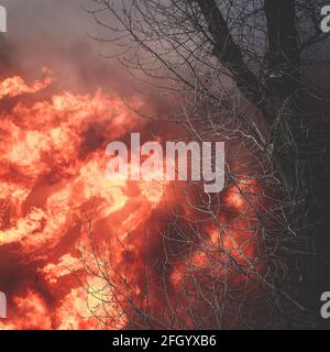 Enorme grande fuoco selvatico, macchia, un fuoco di foresta, con alberi in fiamme e fumo Foto Stock