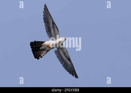 Cuckoo comune (Cuculus canorus) che vola nel Delta del Danubio Foto Stock