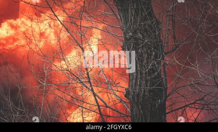 Enorme grande fuoco selvatico, macchia, un fuoco di foresta, con alberi in fiamme e fumo Foto Stock