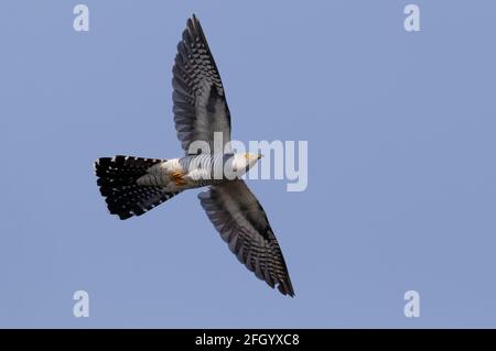 Cuckoo comune (Cuculus canorus) che vola nel Delta del Danubio Foto Stock