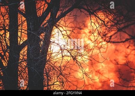 Enorme grande fuoco selvatico, macchia, un fuoco di foresta, con alberi in fiamme e fumo Foto Stock