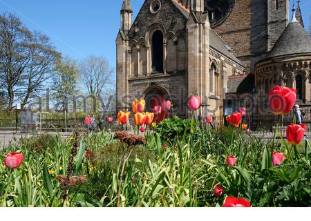 Edimburgo, Scozia, Regno Unito. 25 Aprile 2021. Tulipani in primavera fioriscono al Mansfield Traquair Center in una giornata gloriosa e calda e soleggiata. Credit: Craig Brown/Alamy Live News Foto Stock