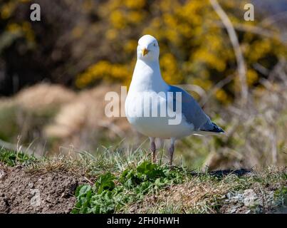 North Cliffs, Cornovaglia, 25 aprile 2021, UN gabbiano sorge sul sentiero costiero Sud Ovest, North Cliffs in Cornovaglia, in una domenica soleggiata a pranzo. La temperatura è prevista per un alto di 12C.Credit: Keith Larby/Alamy Live News Foto Stock